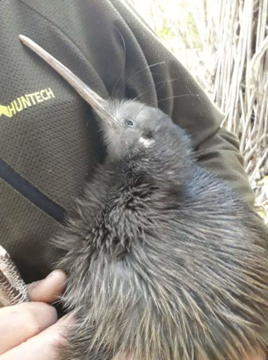 Thames Coast Kiwi Care